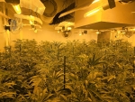 Insgesamt 213 ausgewachsene Cannabispflanzen, 637 Setzlinge und 207 abgeerntete Pflanzen stellte die Polizei am 17. September 2026 in Winterberg-Langewiese sicher.
