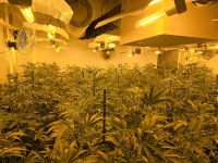 Insgesamt 213 ausgewachsene Cannabispflanzen, 637 Setzlinge und 207 abgeerntete Pflanzen stellte die Polizei am 17. September 2026 in Winterberg-Langewiese sicher.