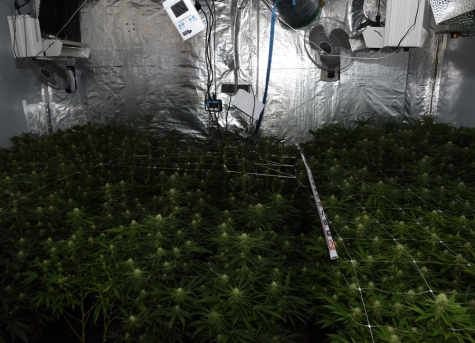 In Neheim wurde am Donnerstag eine Cannabis-Plantage in Neheim gefunden - über 130 Pflanzen wurden sichergestellt.
