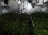In Neheim wurde am Donnerstag eine Cannabis-Plantage in Neheim gefunden - über 130 Pflanzen wurden sichergestellt.