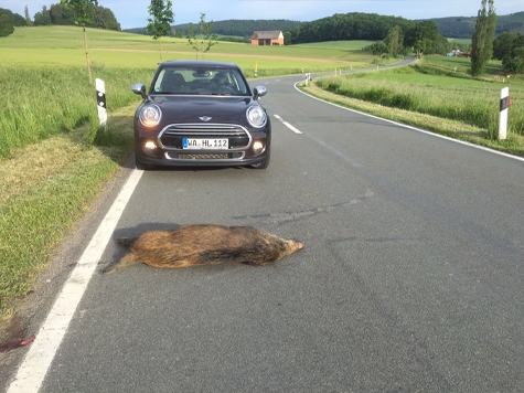 Die LVM-Versicherung Iske steht bei Wildunfällen mit Rat und Tat zur Seite.