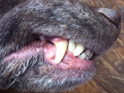 Vier französische Flachlandschäferhunde haben sich am Samstag auf eine Joggerin gestürzt und der Frau schwere Verletzungen zugefügt.