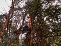 Der durch einen Blitzeinschlag in Brand geratene Baum in Rodenbach wurde von der Feuerwehr erfolgreich gelöscht.