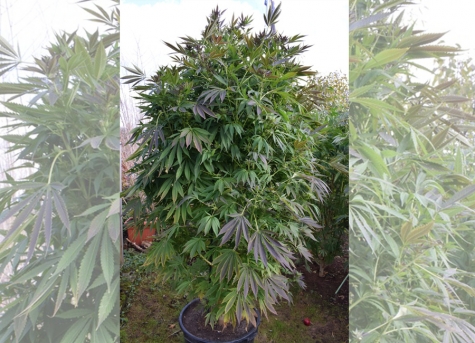 In einem Korbacher Garten fanden Beamte Cannabispflanzen.