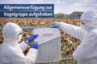 Da der Vogelzug abgeschlossen ist, können Geflügelhalter ihre Tiere nun wieder ohne die bisherigen Einschränkungen im Freien halten.