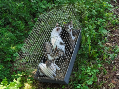 Die Tiere wurden vermutlich zwischen dem 1. und 3. Juni ausgesetzt – nun ermittelt die Polizei wegen Tierquälerei.
