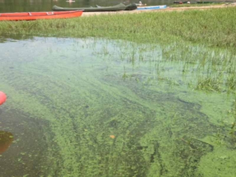 Blaualgen vermehren sich derzeit im Edersee - der Landkreis warnt.