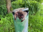 Ein Waschbär wurde in einer Mülltonne entsorgt.