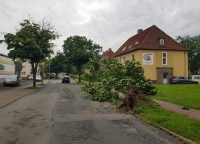 Ein Muldenkipper entwurzelte am Dientag einen Bergahorn in Bad Arolsen.