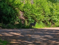 Ein Wolf hat am 3. Juni für Unbehagen bei Bergradfahrern gesorgt. 