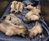 Neun Hundewelpen wurden in der Nacht des 10. Juli gefunden.