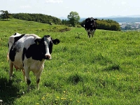 Auf einer Weide bei Brilon haben unbekannte Täter einigen Kühen Eibenzweige als Futter gereicht. 