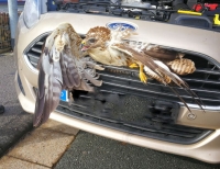 Wildunfall auf der B 252 bei Arolsen: Dieser Greifvogel musste von Beamten der Polizeistation Bad Arolsen aus dem Kühler gezogen werden. 
