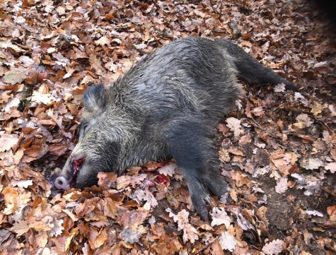 Dieses Wildschwein konnte am 21. November im Thüringer Wald gestreckt werden.