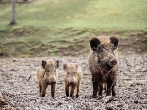 Wer verdächtige Tierkadaver findet, soll diese umgehend dem Veterinäramt melden – es besteht Seuchengefahr.
