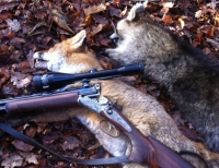 Am 24. April soll ein Jäger in der Twistetaler Feldgemarkung einen Fuchsrüden erlegt und anschließend einen Waschbären mit einer Kurzwaffe erschossen haben. 