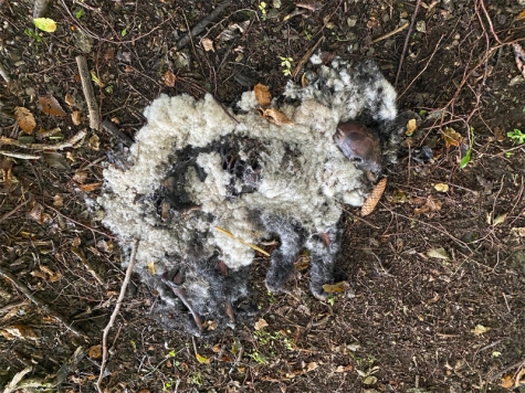 Grausiger Fund in der Flechtdorfer Gemarkung.