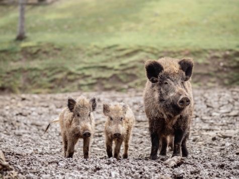 Der Landkreis bereitet eine Sperrzone zum Schutz vor der Afrikanischen Schweinepest vor.