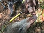 Nur brauchbare Hunde dürfen zu Zwecken der Jagdausübung herangezogen werden. Das Bild zeigt eine Wachtelhündin bei der Nachsuche auf ein Wildschwein.