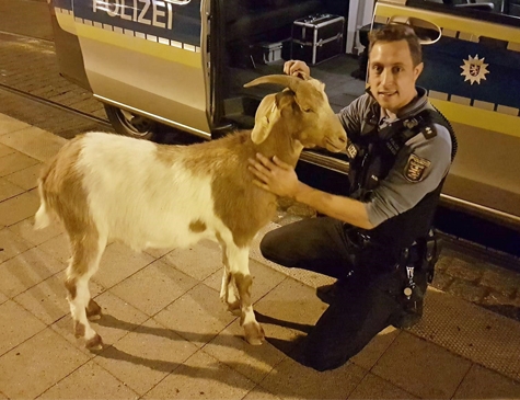 Tierischer Einsatz der Polizei in Bad Wilhelmshöhe 