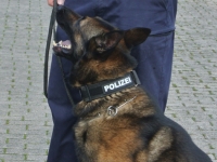 Ein Polizeihund war erfolgreich im Einsatz um Menschenleben zu retten.
