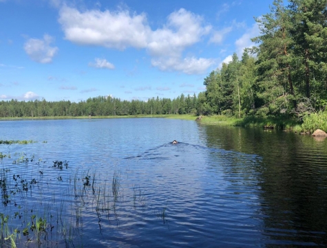 Ein Deutscher Wachtelhund in einem See in Schweden im Juli 2021