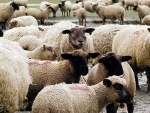 Durch eine eingeleitete Schnellbremsung konnte des Schaf gerettet werden.