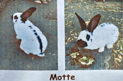 Vom Kinder- und Jugendbauernhof im Stadtteil Wesertor verschwand das Kaninchen Motte.
