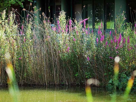 Der Bio-Garten lädt am 14. Juni zum "Tag des Gartens" ein.