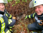 Die Briloner Feuerwehr musste an Heiligabend ein kleines Reh aus einem Zaun befreien.