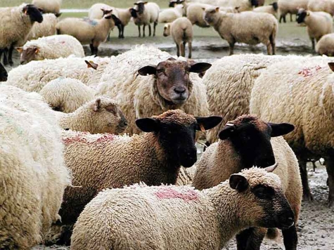 Ein Schaf sorgte am 25. Oktober im Bereich Rennertehausen für Aufsehen. Beamte der Polizeistation Frankenberg konnten die Sache schnell bereinigen.
