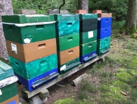 Im Kurpark wurden drei Bienenvölker gestohlen.