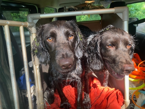 Werden Hunde bei hohen Temperaturen in Fahrzeugen eingesperrt, droht der Hitzetod.