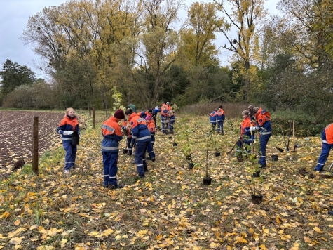 Jugendliche der Feuerwehren aus Hörle, Külte und Volkmarsen pflanzten am 24. Oktober 2026 rund 300 Setzlinge am Stadtbruch.