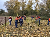 Jugendliche der Feuerwehren aus Hörle, Külte und Volkmarsen pflanzten am 24. Oktober 2026 rund 300 Setzlinge am Stadtbruch.