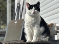 Seit dem 14. Juli 2025 fehlt von der schwarz-weißen Katze Mucki in Korbach jede Spur.