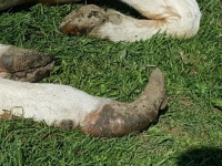 Schmerzhafte Schnabelhufe hinderten eine Kuh laut PETA daran aufzustehen.
