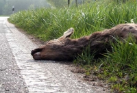 Rund ein Dutzend Wildunfälle ereigneten sich am 7. und 8. Oktober 2026 in mehreren nordhessischen Landkreisen.
