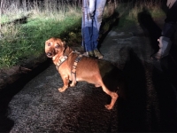 Einsatzkräfte befreiten am Freitag einen Hund aus einem Kanalrohr.