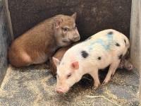 In Frankenau wurden mehrere junge Minischweine in der Nähe des Feriendorfs aufgegriffen.