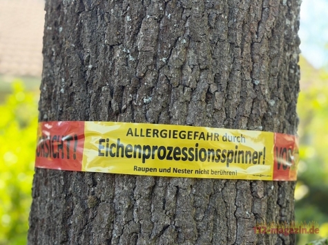 In Kassel sind derzeit rund 300 städtische Eichen vom Eichenprozessionsspinner betroffen.