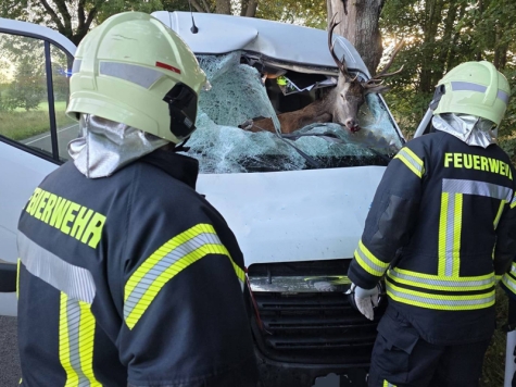 Am 23. September 2025 kollidierte ein Transporter mit einem Rothirsch