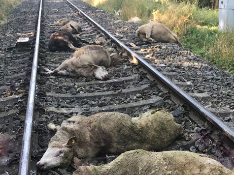 21. Schafe wurden am 12. August auf den Bahngleisen von einem Triebwagen erfasst.