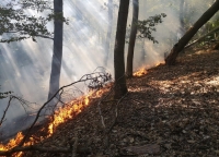 Am Mittwochnachmittag (20. Juli 2022) wurden die Feuerwehren aus Bad Wildungen und Wega sowie die Polizei und die Revierförsterei von der Leitstelle Waldeck-Frankenberg zu einem Waldbrand in der Gemarkung "Zur Mühlwiese" im Stadtteil Wega alarmiert.