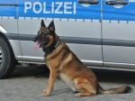 Ein Diensthund der Polizei beendete die Diebestour zweier Ganoven in Kassel.