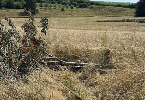 Zwei junge Ebereschen wurden in Röddenau umgehackt, die Stadt sucht Zeugen.