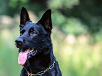 Am 8. Oktober 2025, gegen 18 Uhr, kontrollierten Polizei und Gewerbeaußendienst eine Gaststätte; ein 68-Jähriger wurde gestopp