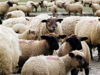 Am 22. Januar 2024 wurde ein Schaf von einer Regionalbahn in Korbach erfasst und getötet.