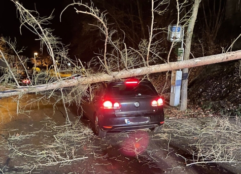 In Bad Wildungen ist am Montagabend ein Baum auf ein mit zwei Personen besetztes Fahrzeug gefallen. 