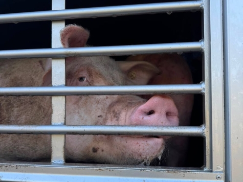 Feuerwehrkräfte kühlten die Schweine in einem Tiertransporter am 13. August 2026 während des Rückstaus auf der A 44 mit Wasser.